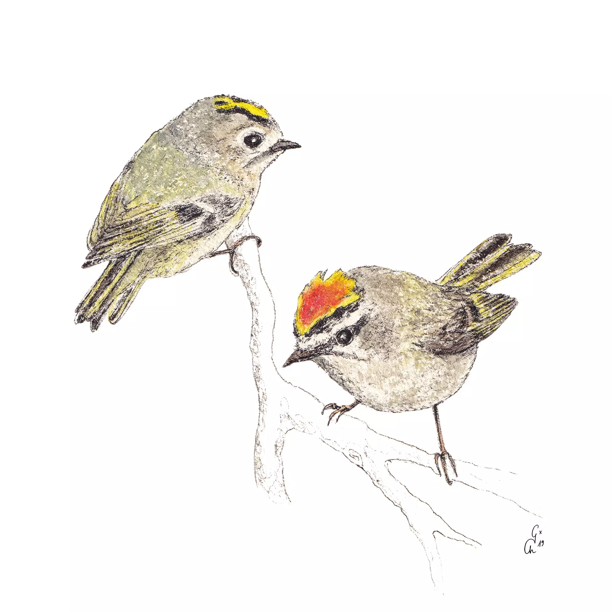 Șervețel - Roitelets - 33x33 cm 1 Șervețel - Roitelets - 33x33 cm
