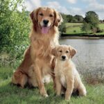 Șervețel - Golden Retriever - 33x33 cm
