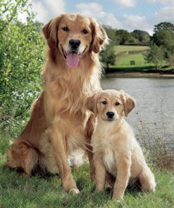 Șervețel - Golden Retriever - 33x33 cm