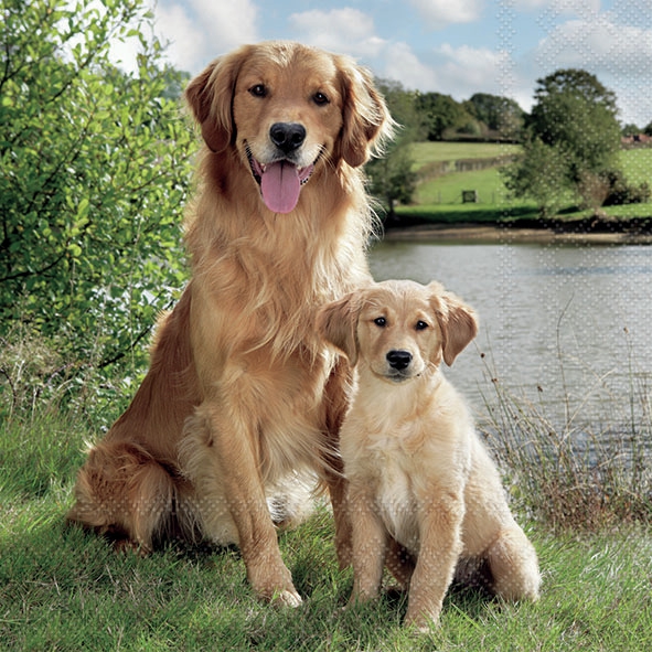 Șervețel - Golden Retriever - 33x33 cm 1 Șervețel - Golden Retriever - 33x33 cm