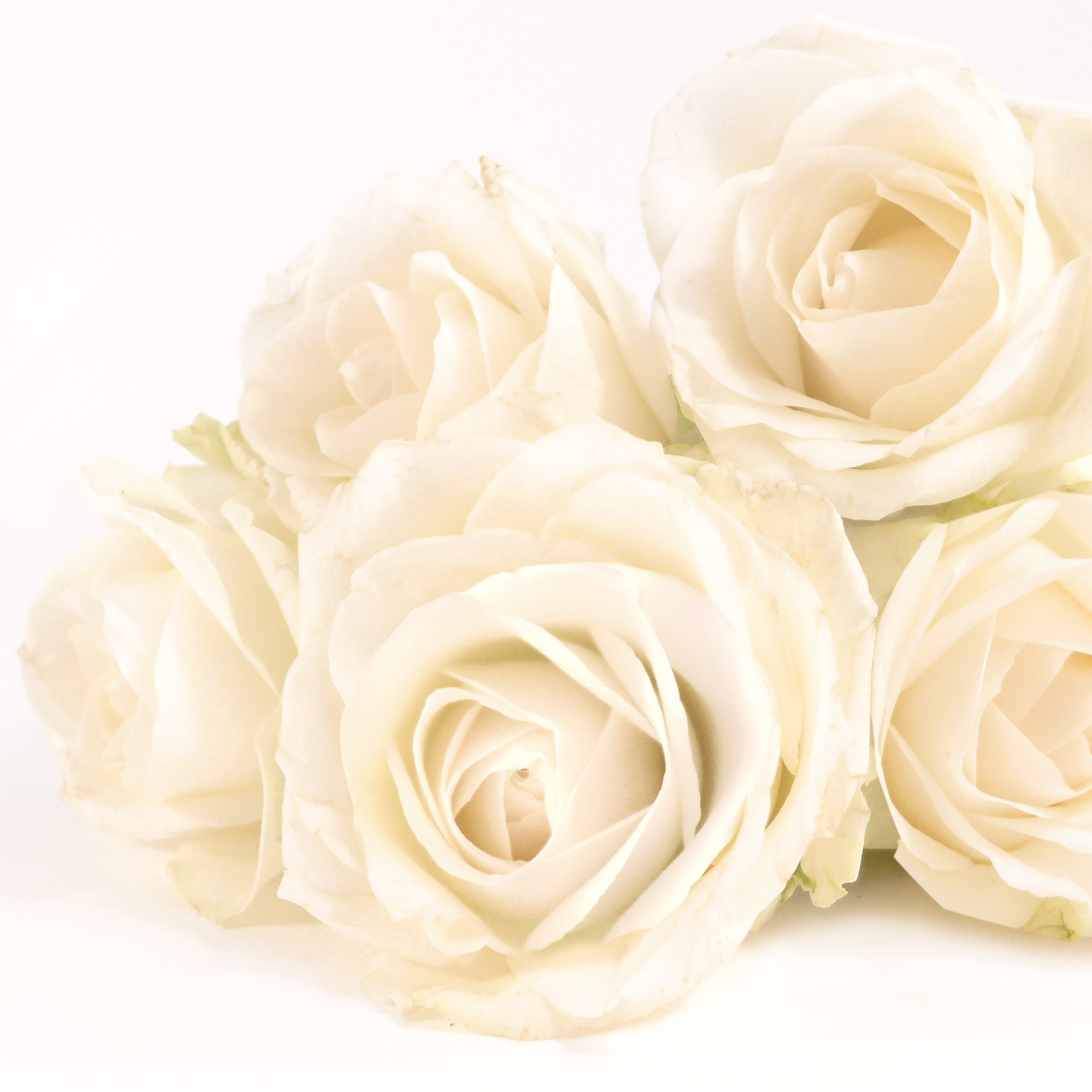 Șervețel - Elegant Rose - 33x33 cm 1 Șervețel - Elegant Rose - 33x33 cm