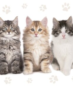 Șervețel – Three Beautiful Cats – 33×33 cm