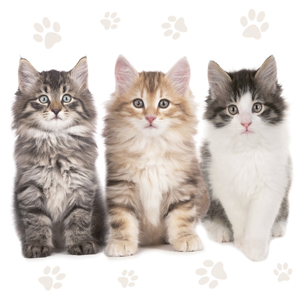 Șervețel – Three Beautiful Cats – 33×33 cm 1 Șervețel – Three Beautiful Cats – 33×33 cm